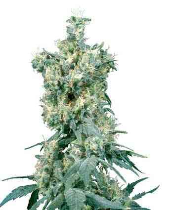 American Dream > Sensi Seeds | Reguläre Hanfsamen  |  Indica